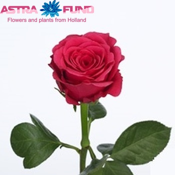 Rosa grootbloemig Upper Class Pink fotó