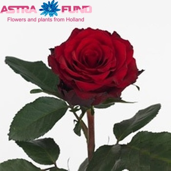 Rosa grootbloemig Upper Impact fotó