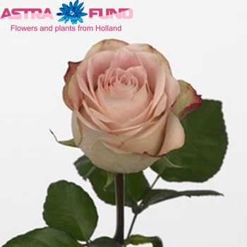 Rosa grootbloemig Upper Secret fotó