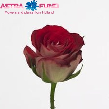 Rosa grootbloemig Upper Vista fotó
