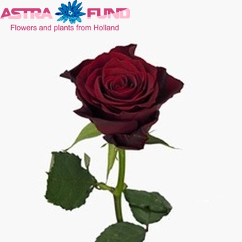 Rosa grootbloemig Valentine+ fotó