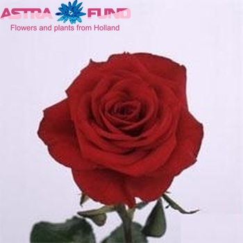 Rosa grootbloemig Valentino fotó