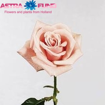 Rosa grootbloemig Valerie fotó