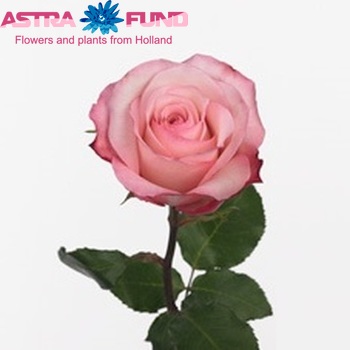 Rosa grootbloemig Vania fotó