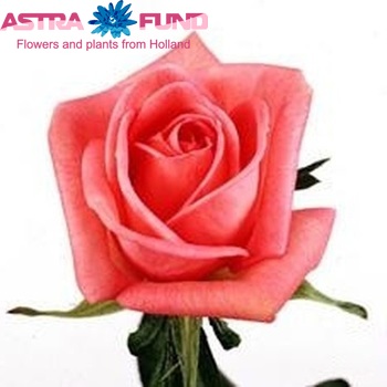 Rosa grootbloemig 'Vision' photo