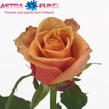 Rosa grootbloemig Whisky fotografie