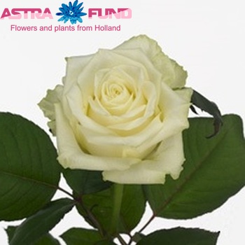 Rosa grootbloemig White Naomi! fotografie