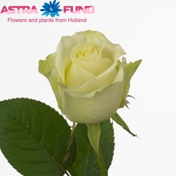 Rosa grootbloemig White Nile fotografie