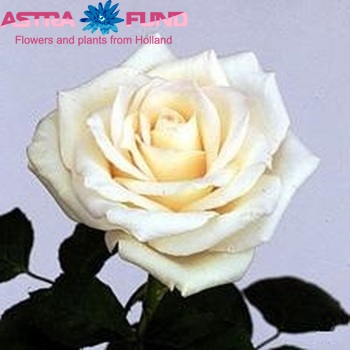Rosa grootbloemig White Noblesse fotografie