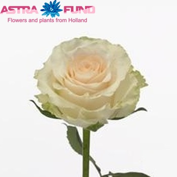 Rosa grootbloemig White Rosalie fotografie