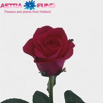 Rosa grootbloemig Wild One fotografie