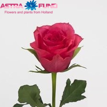 Rosa grootbloemig Wild Thing fotografie