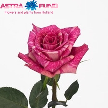 Rosa grootbloemig Yazoo fotografie