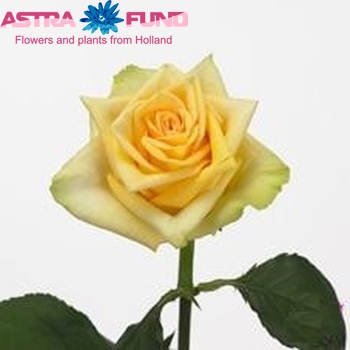Rosa grootbloemig Yellow Finess fotografie