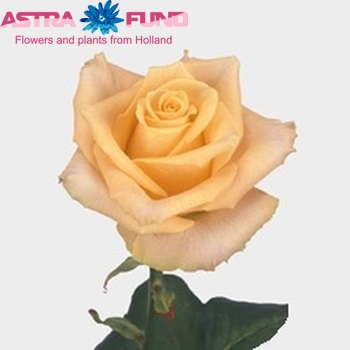 Rosa grootbloemig Yellow Tombola fotografie