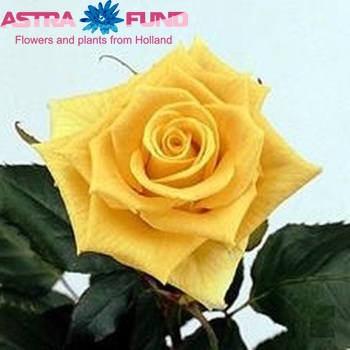 Rosa grootbloemig Yellow Unique fotografie