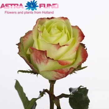 Rosa grootbloemig Zazu fotografie