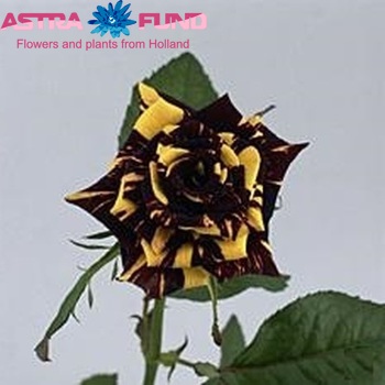 Rosa kl Abrakadabra fotografie