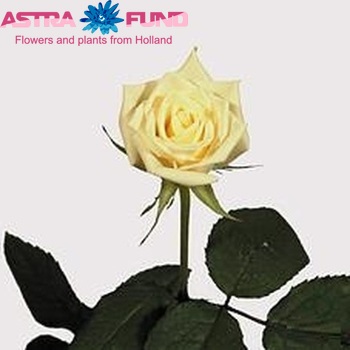 Rosa kl Escimo fotografie