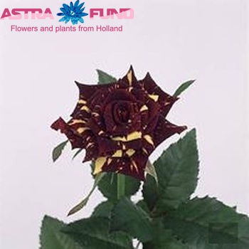 Rosa kl Hocus Pocus fotografie