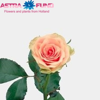 Rosa kl Isis! fotografie
