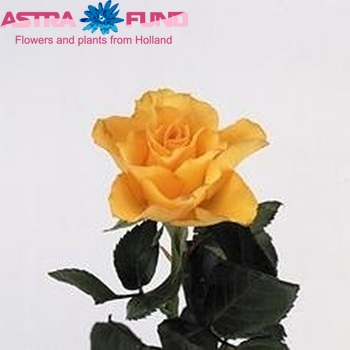 Rosa kl Kerio+ fotografie