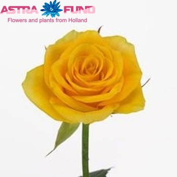 Rosa kl Solileo fotografie