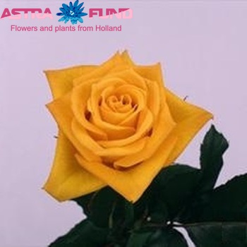 Rosa kleinbloemig Aloha fotografie