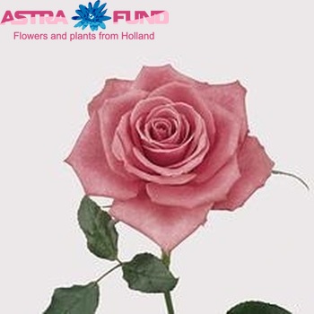 Rosa kleinbloemig Alyssa fotografie