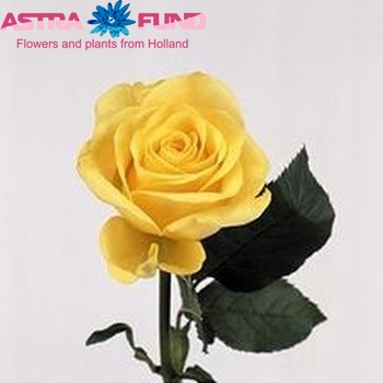 Rosa kleinbloemig Amani+ fotografie
