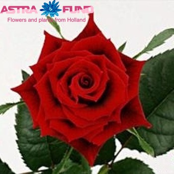 Rosa kleinbloemig Amore fotografie