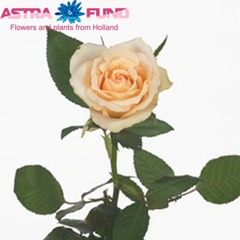 Rosa kleinbloemig Angela fotografie