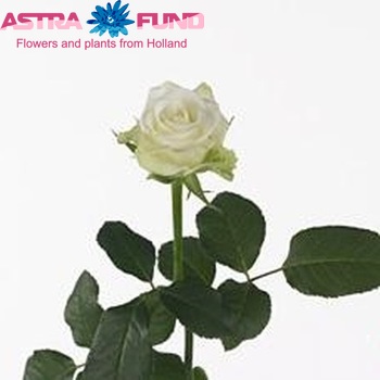Rosa kleinbloemig Aspen! fotografie