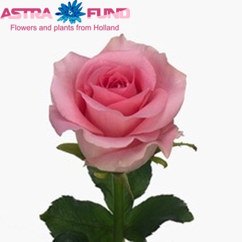 Rosa kleinbloemig Baby Pink! fotografie