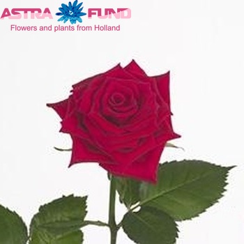 Rosa kleinbloemig Baringo fotografie