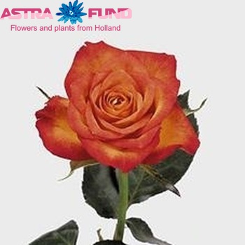 Rosa kleinbloemig Bibi! fotografie