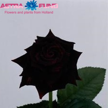 Rosa kleinbloemig Black Beauty fotografie