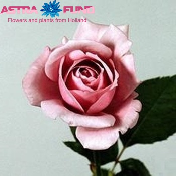 Rosa kleinbloemig Blue Bird fotografie