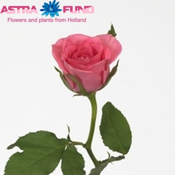 Rosa kleinbloemig Boogy fotografie