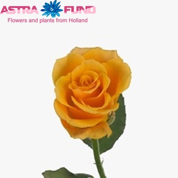 Rosa kleinbloemig Cheerful fotografija