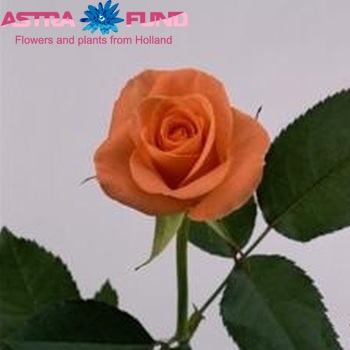 Rosa kleinbloemig Chelsea (buiten) fotografija