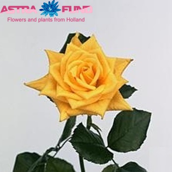 Rosa kleinbloemig Chelsea Yellow fotografija