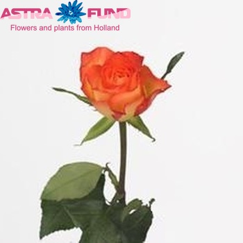 Rosa kleinbloemig Cinder fotografija