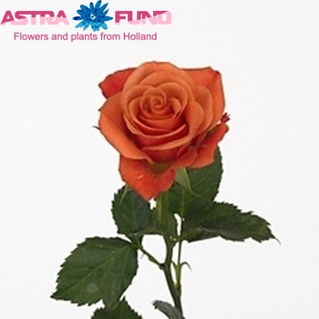 Rosa kleinbloemig Clio fotografija