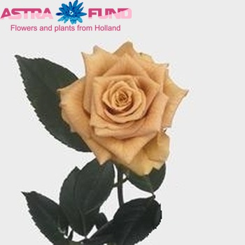 Rosa kleinbloemig Combo fotografija