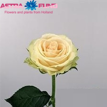 Rosa kleinbloemig Comtessa fotografie