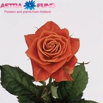 Rosa kleinbloemig Coral Prophyta fotografie