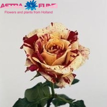 Rosa kleinbloemig Crazy Horse fotografie