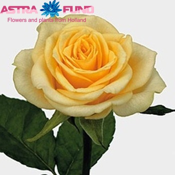 Rosa kleinbloemig Cream Prophyta fotografie