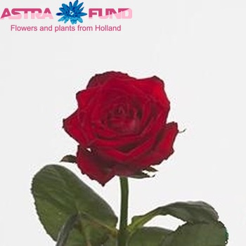 Rosa kleinbloemig Dark Lulu fotografie